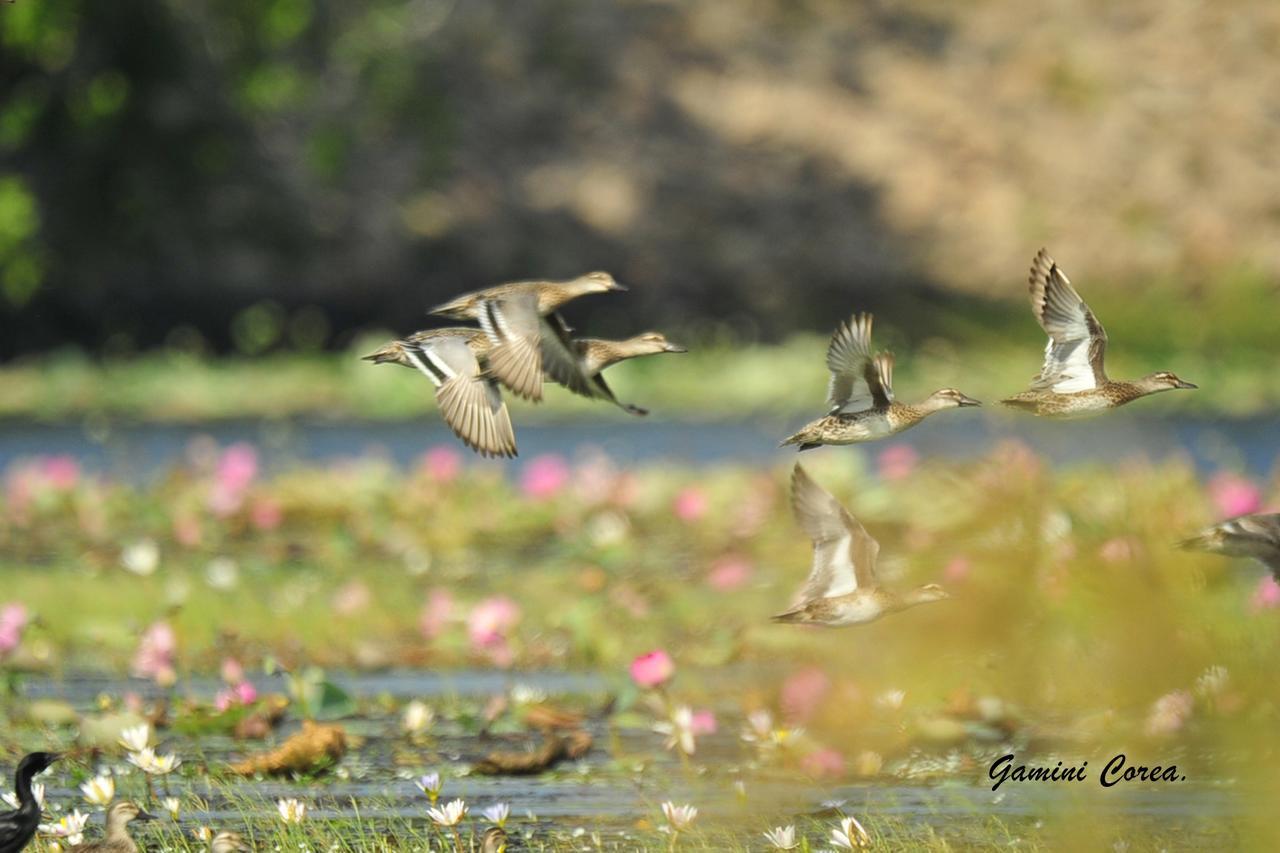 Captain'S Bird Safari Lodge Puttalam Buitenkant foto