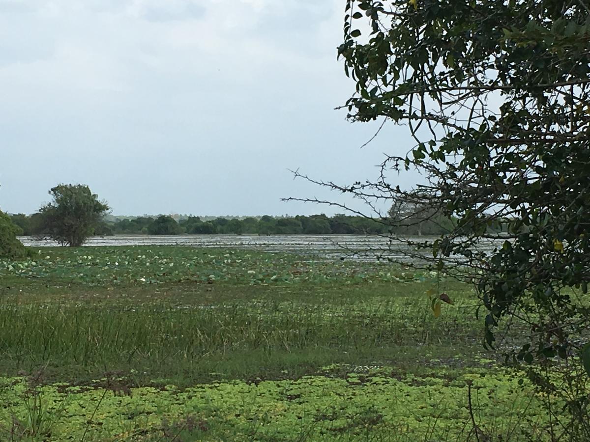 Captain'S Bird Safari Lodge Puttalam Buitenkant foto