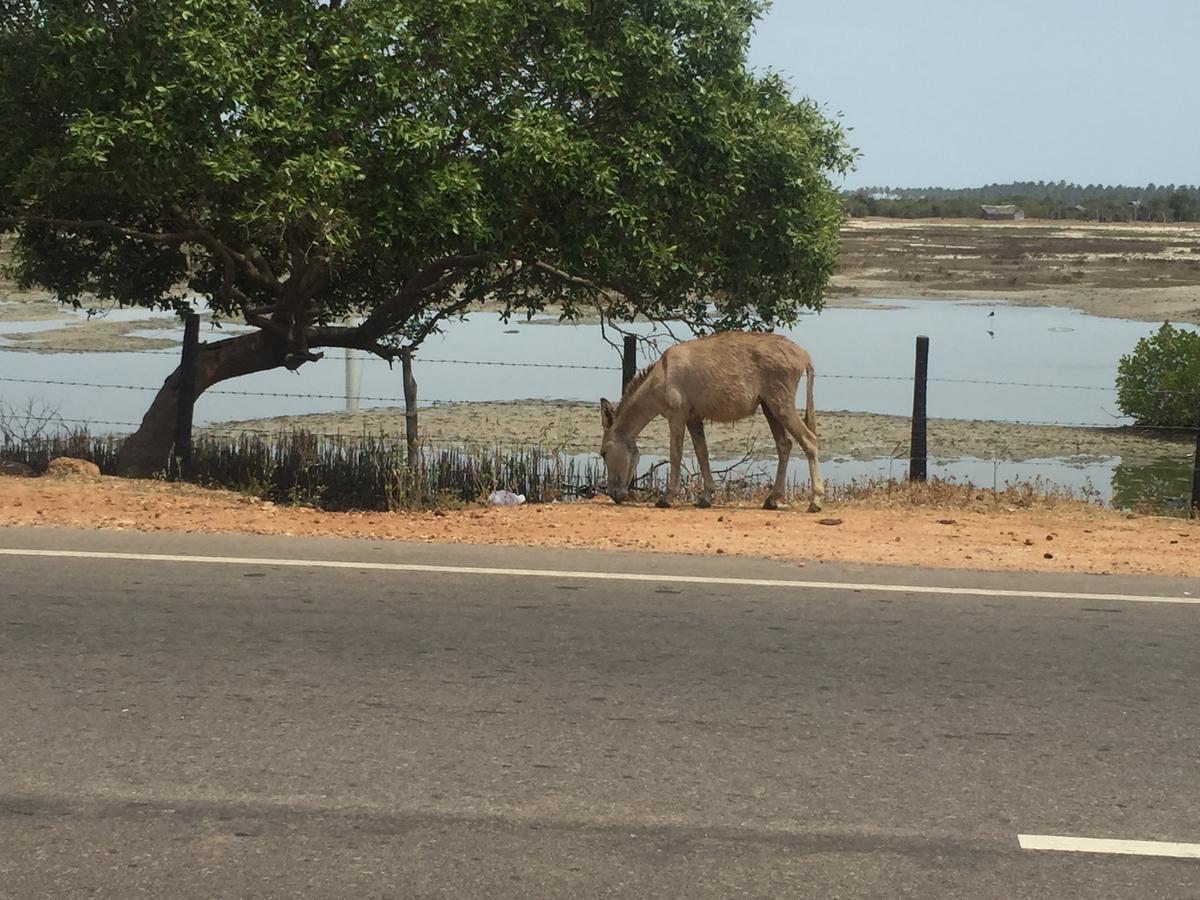 Captain'S Bird Safari Lodge Puttalam Buitenkant foto