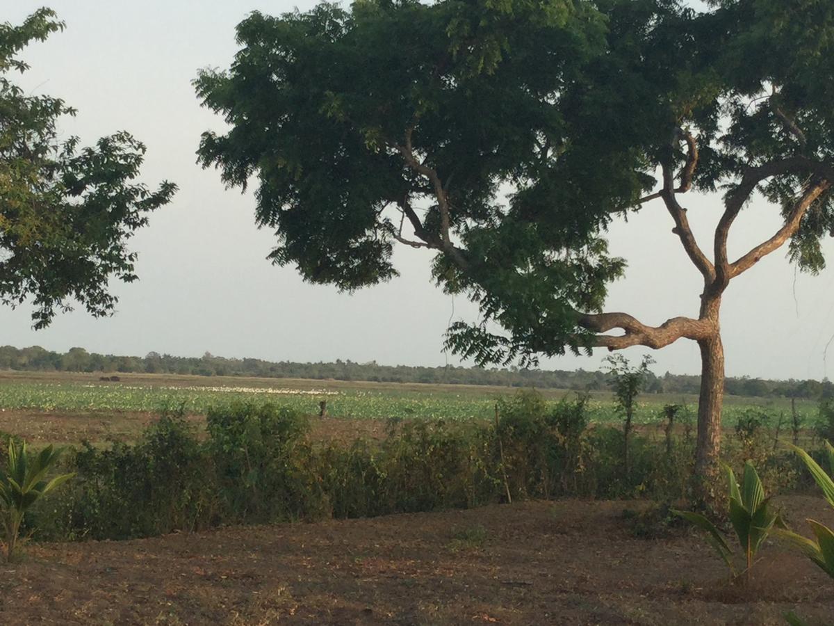 Captain'S Bird Safari Lodge Puttalam Buitenkant foto